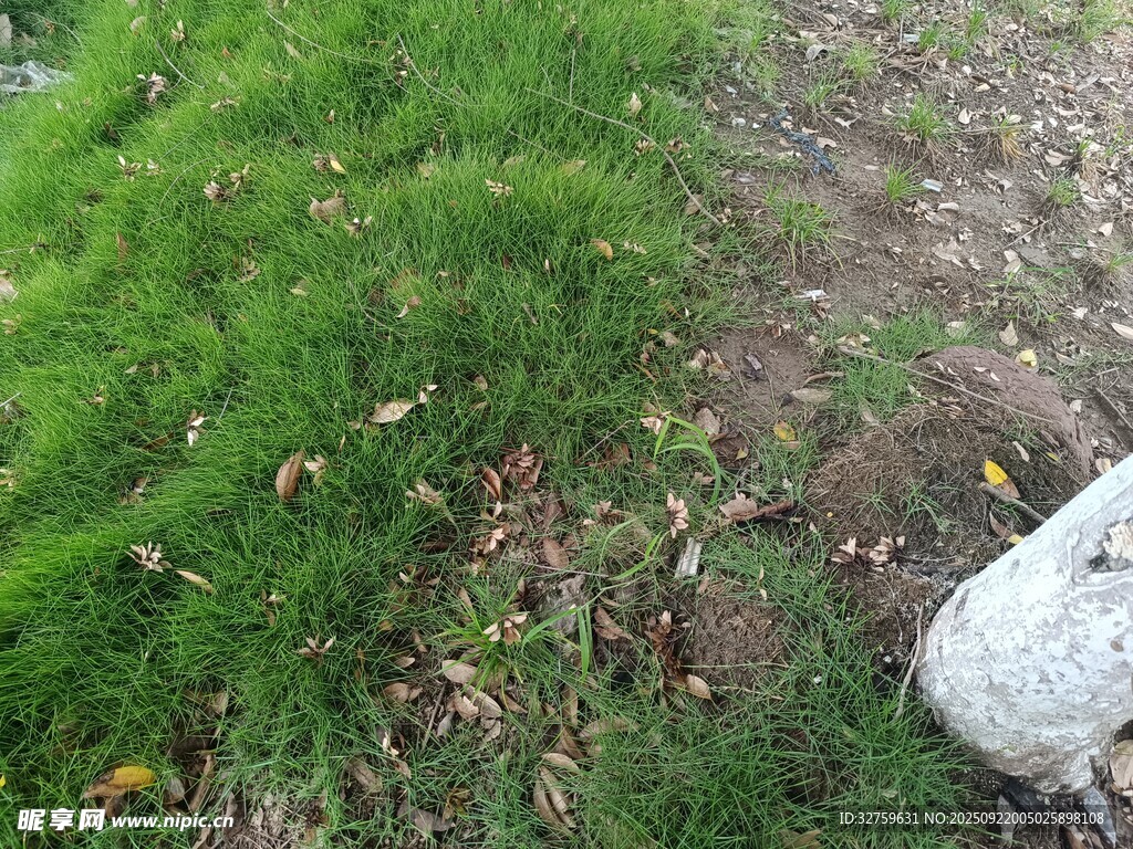 草地邊的白色物體