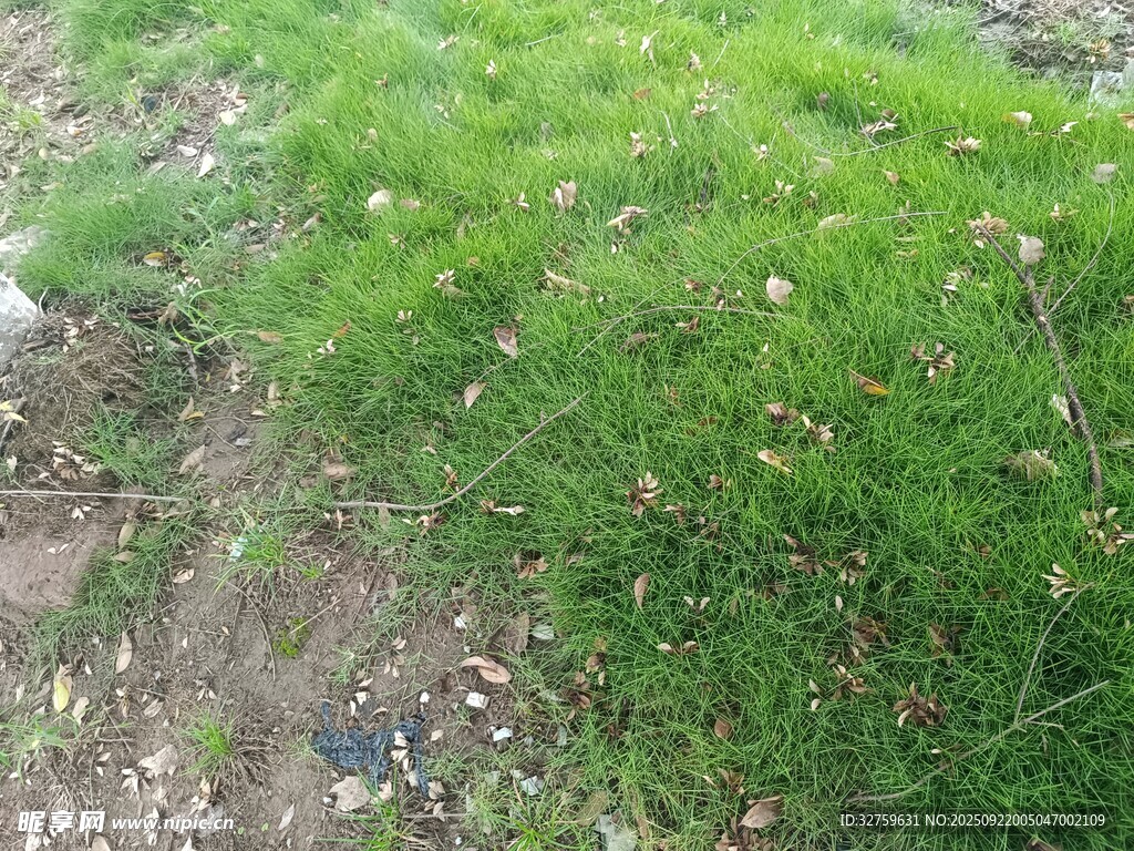 草地與碎石的自然景致