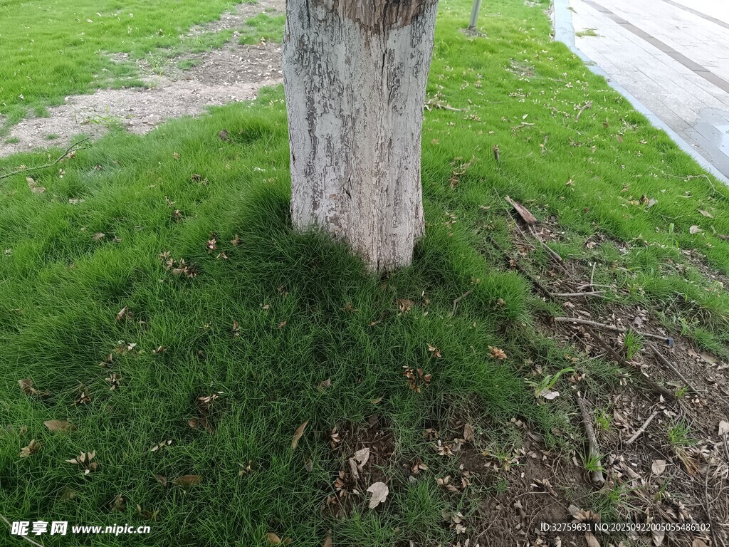 樹基部的綠草與地面景象