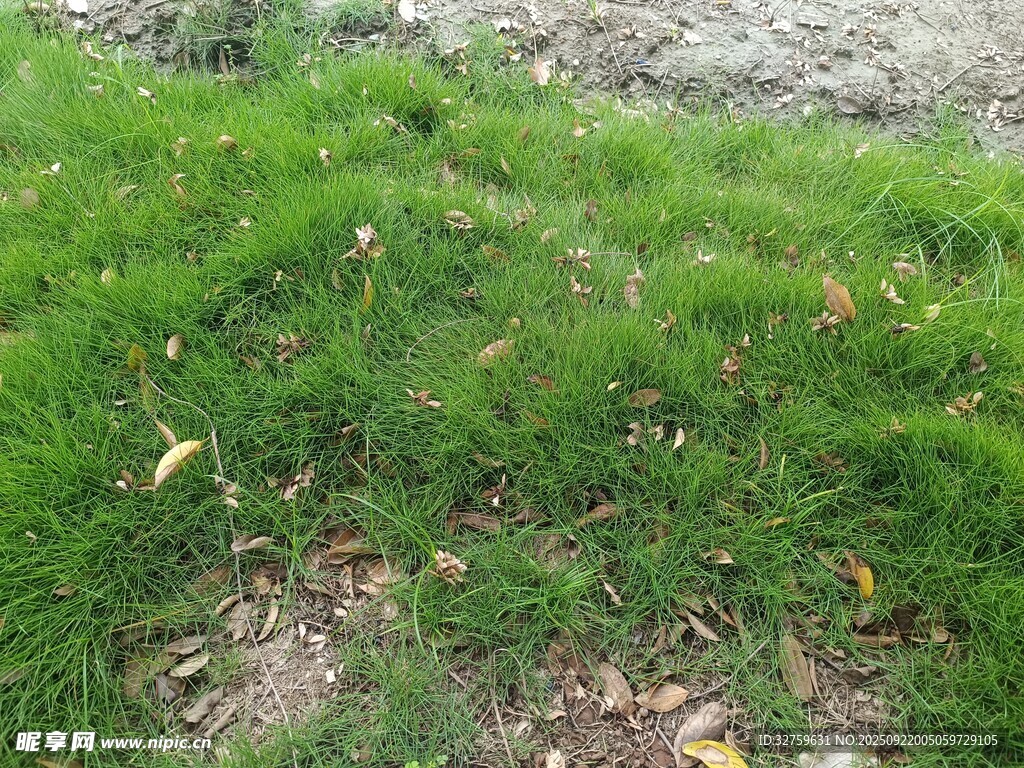 翠綠草地