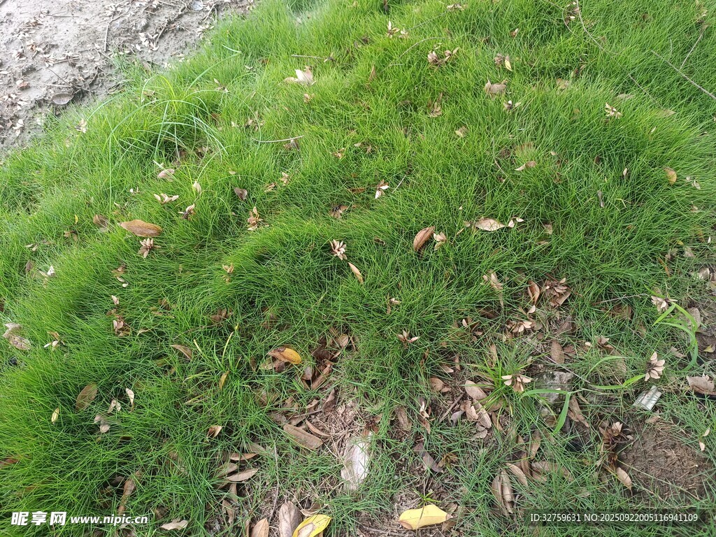 翠綠草地間散落枯黃樹(shù)葉