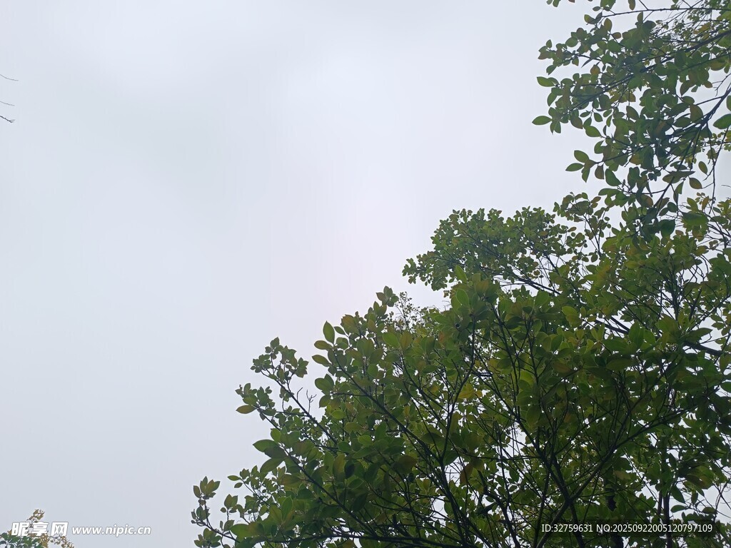 樹梢上的朦朧天空