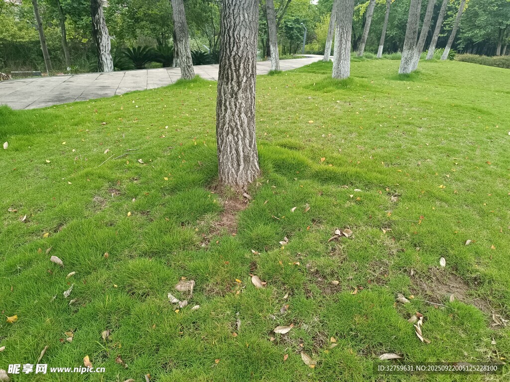 草地旁的樹木景觀
