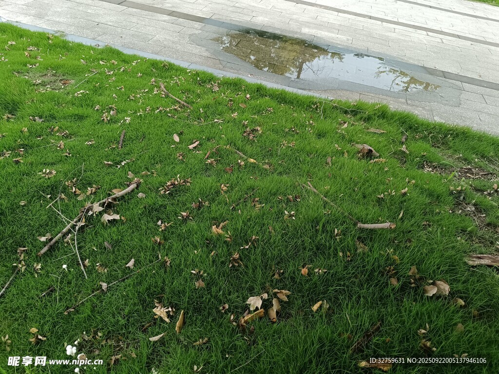雨后草地與積水景象