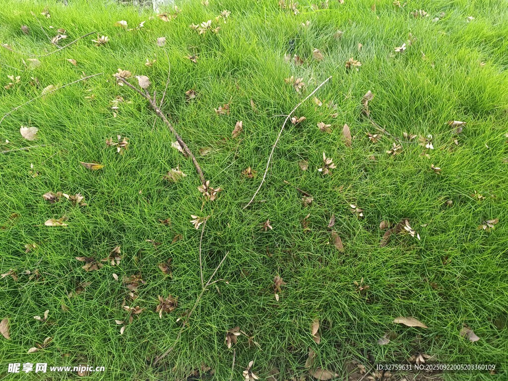 翠綠草地