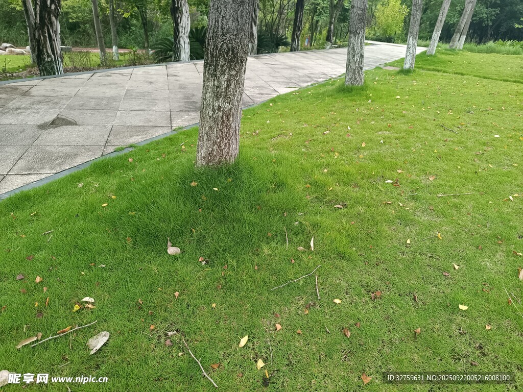公園草地與樹(shù)木景觀