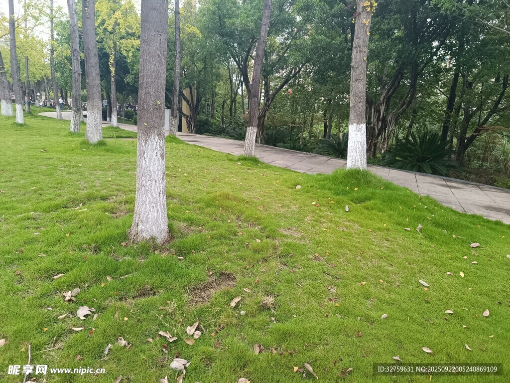 林間草地小徑風(fēng)景