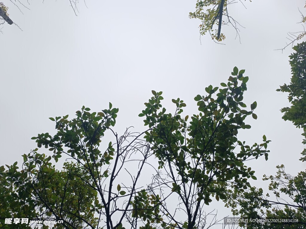 雨中仰視蔥郁樹木