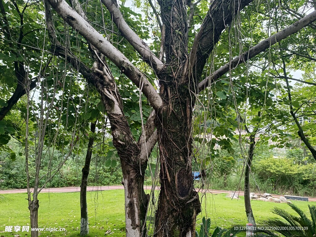 繁茂樹林中的粗壯樹木