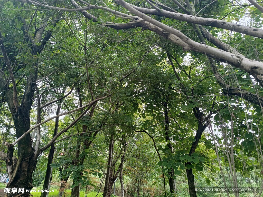 茂密樹林中的交錯(cuò)樹枝