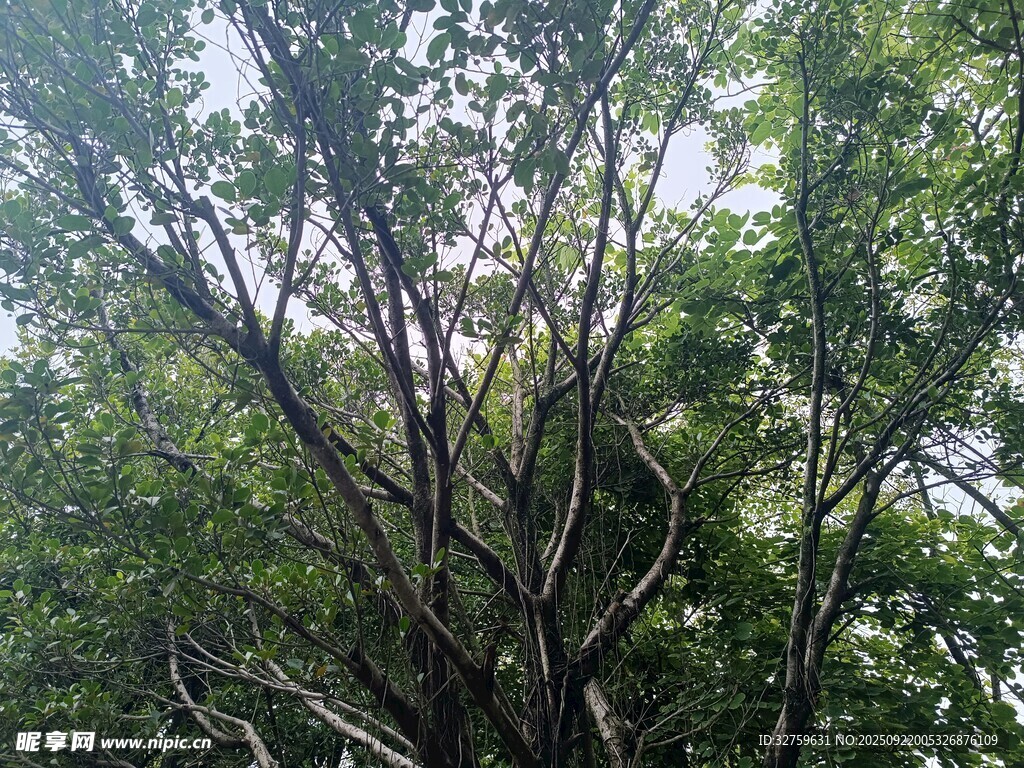 仰視繁茂樹林枝葉景觀