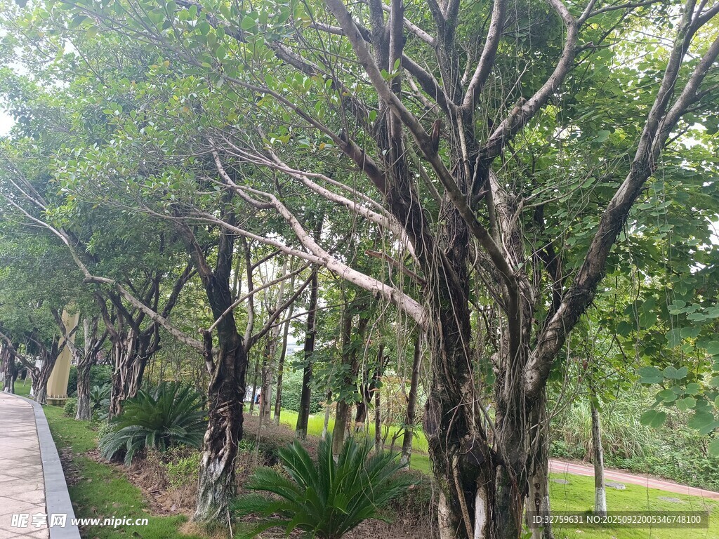 林蔭小道旁的繁茂樹木