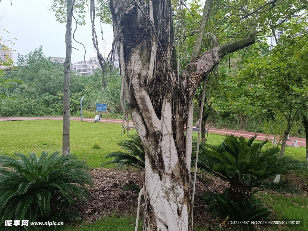 公園中斑駁樹干與綠植