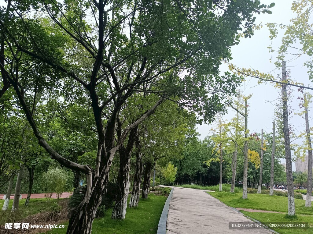林間幽靜小路 