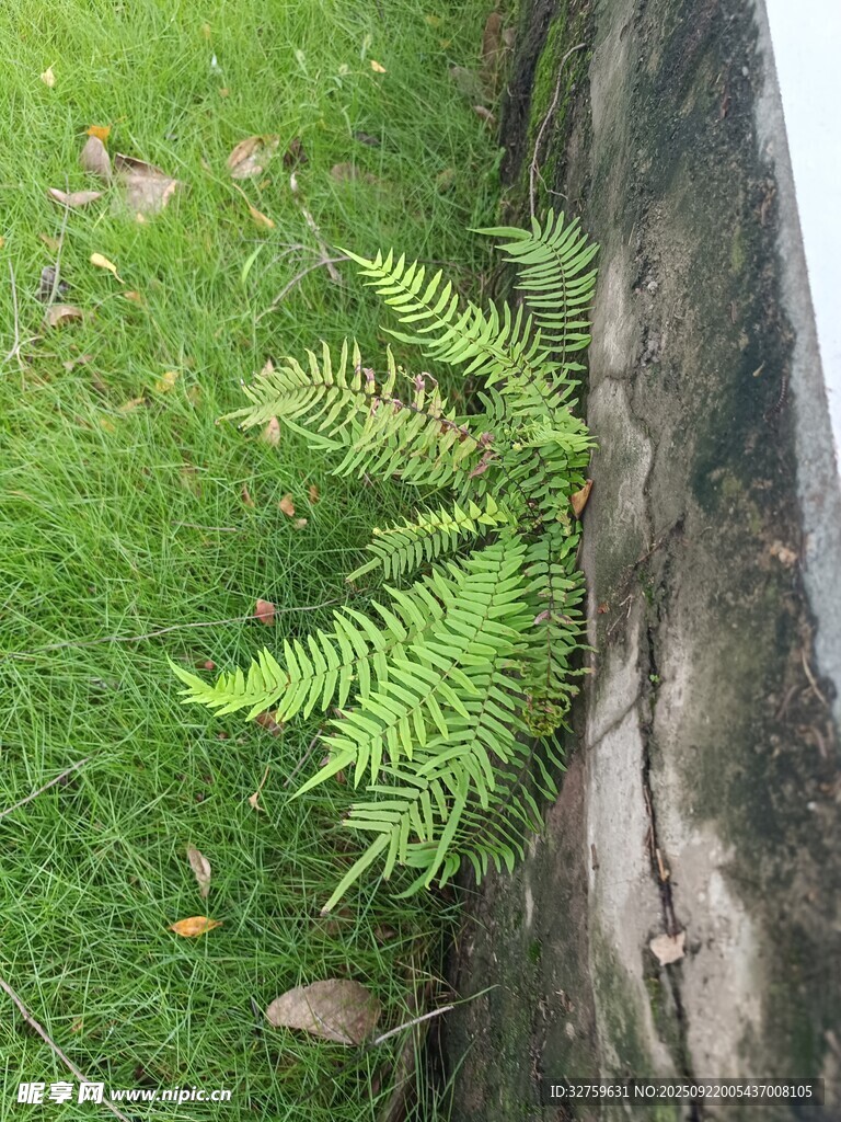 樹干旁生長的嫩綠蕨類植物