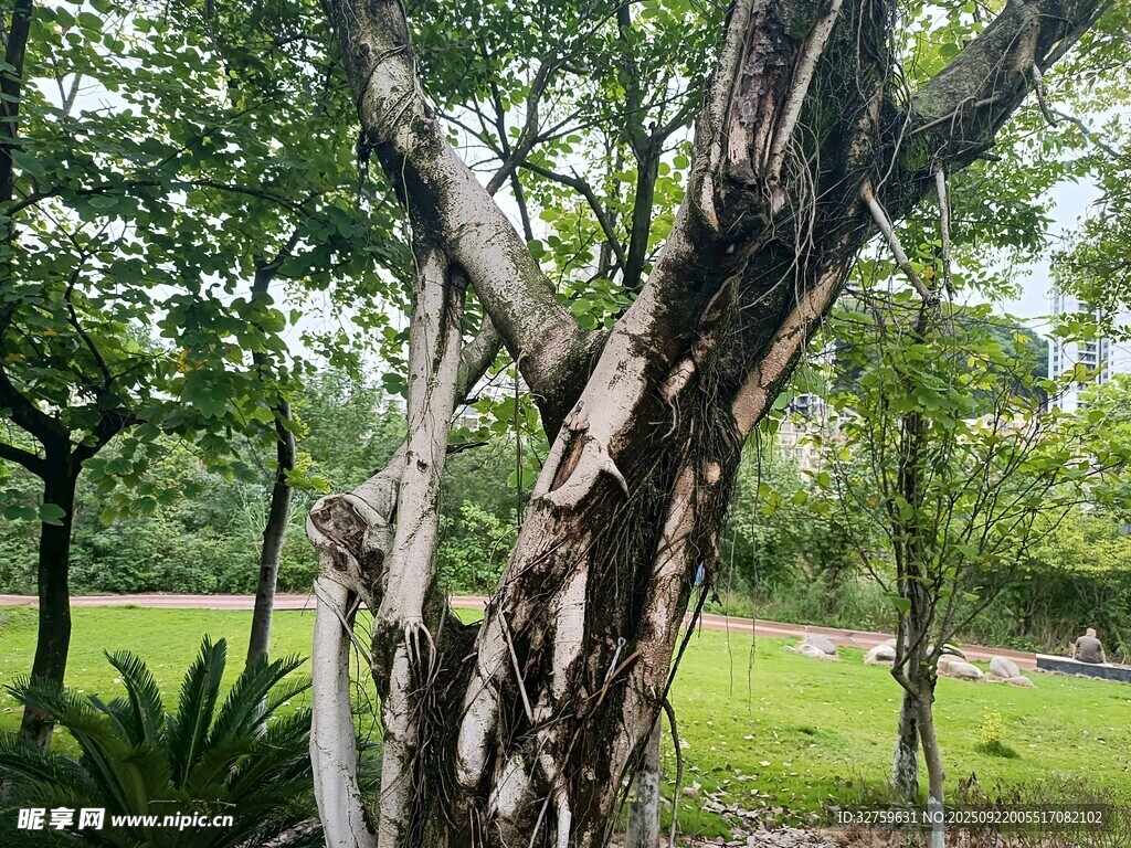 斑駁樹(shù)干旁的綠意景致