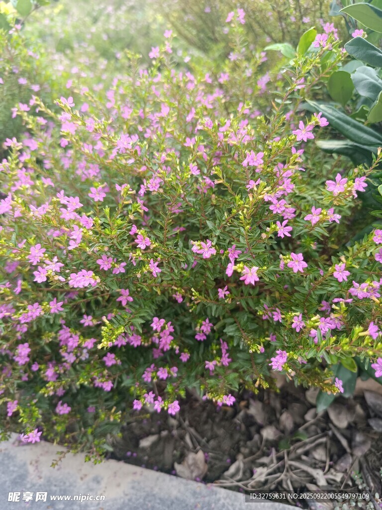 粉色小花綻放于綠植間