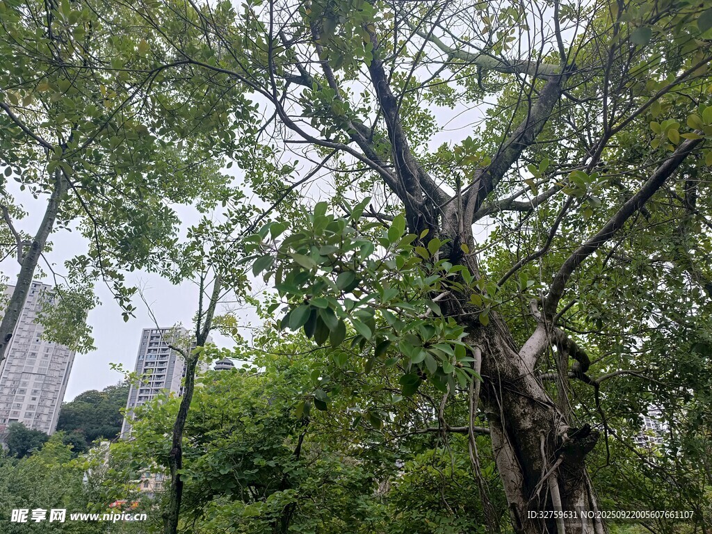 城市中繁茂的綠樹景觀