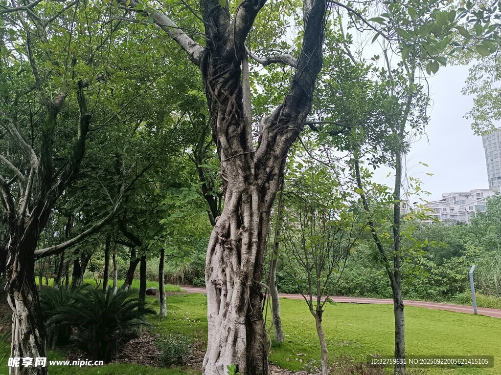 公園內(nèi)繁茂樹木綠意盎然