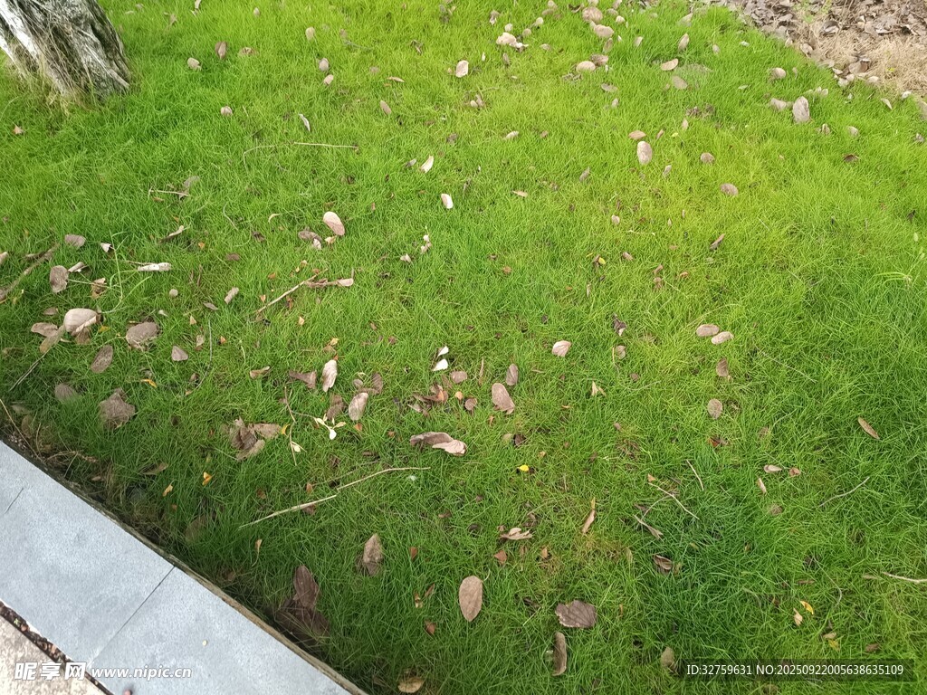 地面上的綠色草地與落葉