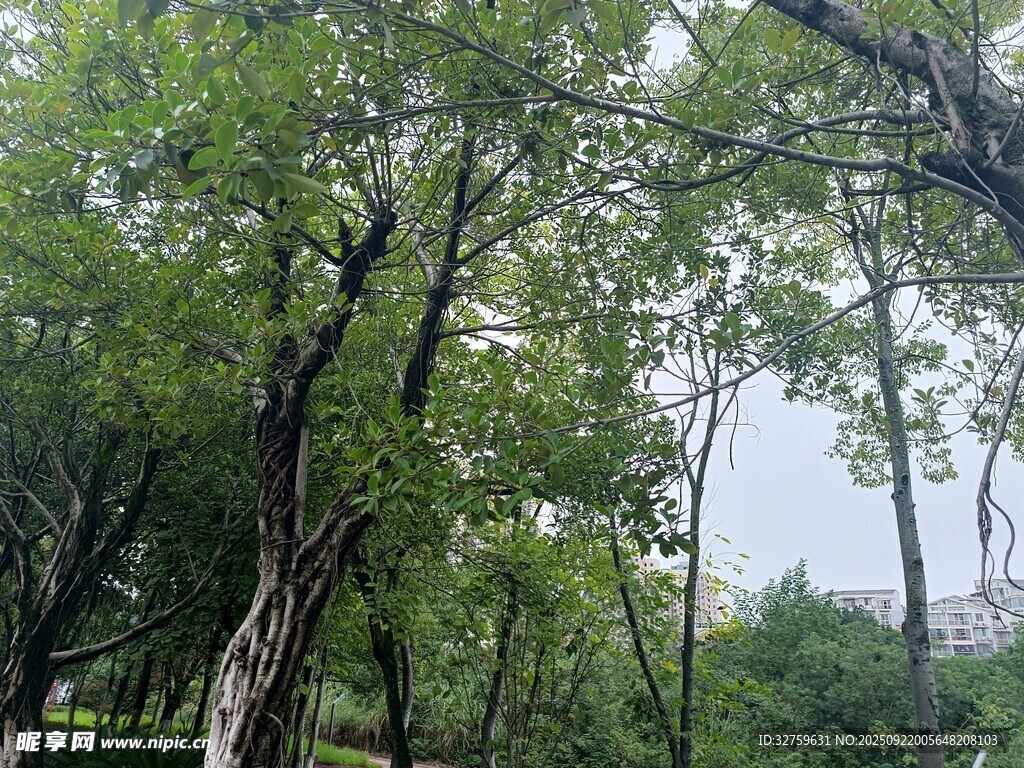 夏日蔥郁樹林景觀