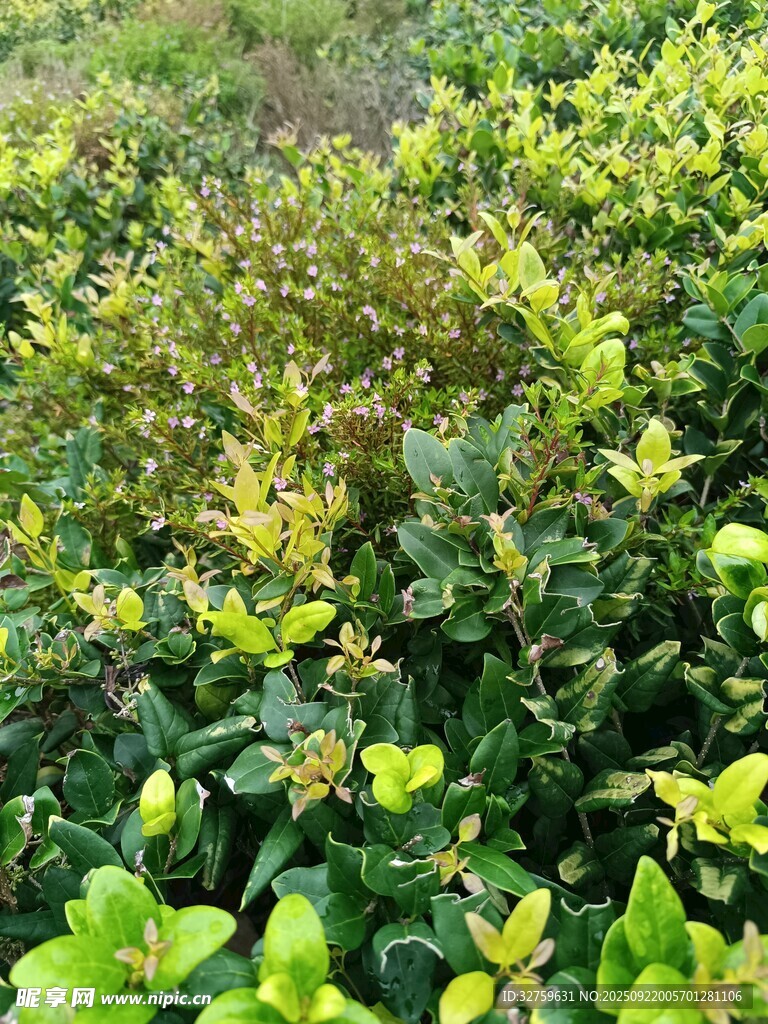 翠綠繁茂的多彩灌木叢