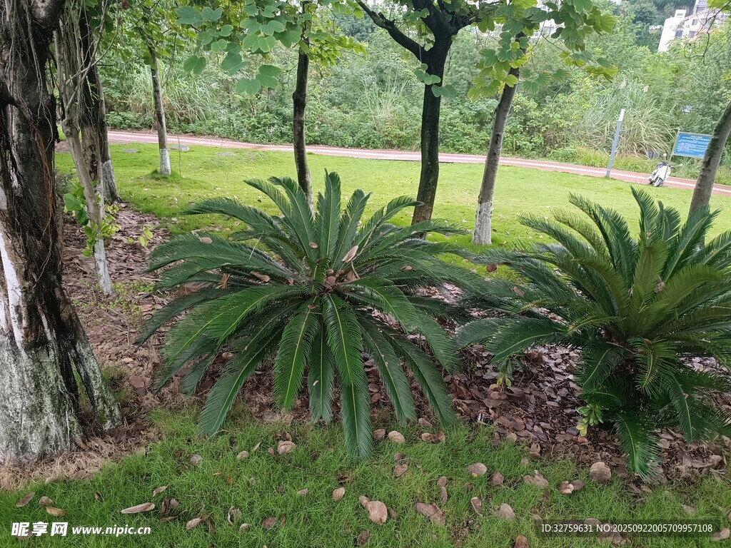 林間翠綠蘇鐵植物景觀