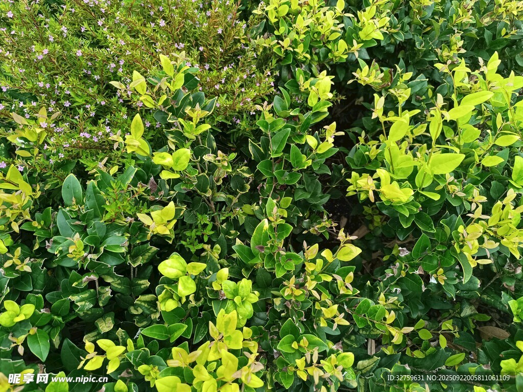 翠綠繁茂的灌木叢景觀
