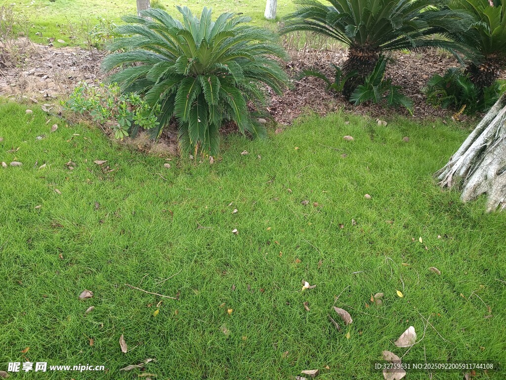 戶(hù)外翠綠草坪與植物景觀(guān)