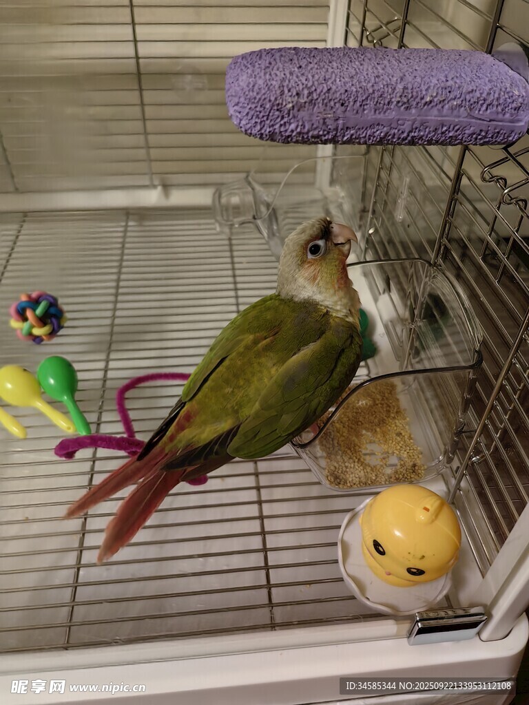 籠中多彩鳥兒與玩具
