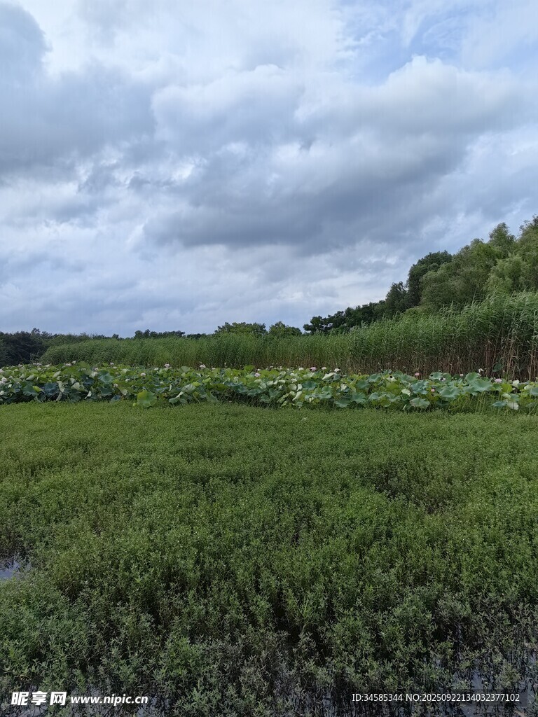 廣袤綠野云下自然風光