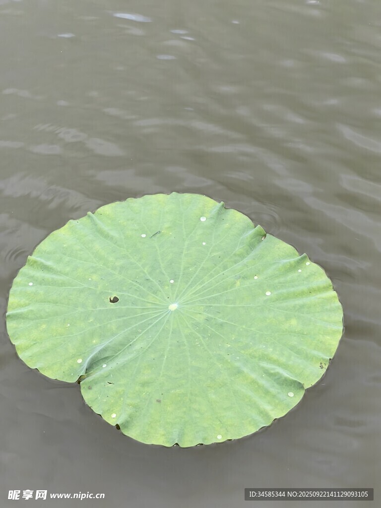 漂浮水面的綠色荷葉
