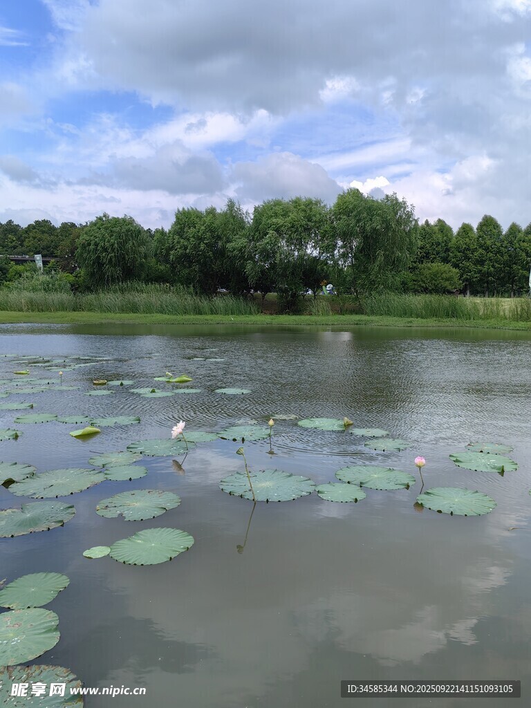 湖畔荷葉景觀