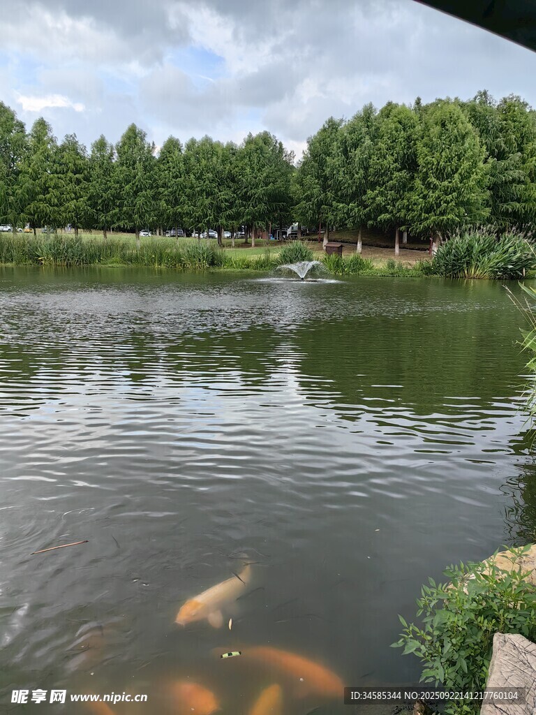 池塘錦鯉悠游于綠樹湖畔