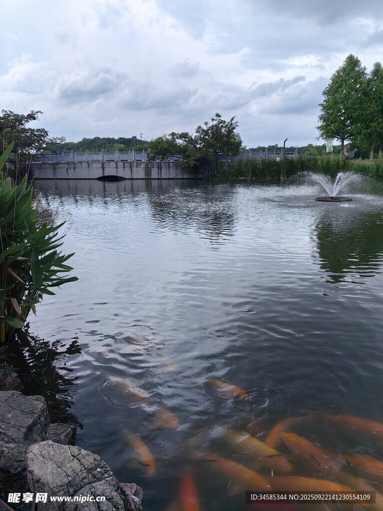 湖畔錦鯉悠游美麗景致