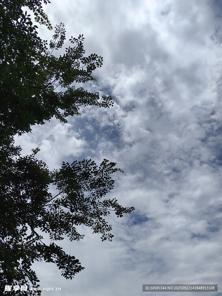 仰視天空中的樹木與云朵