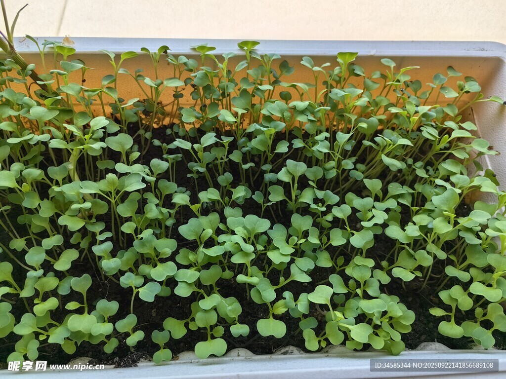 翠綠茂盛的盆栽植物