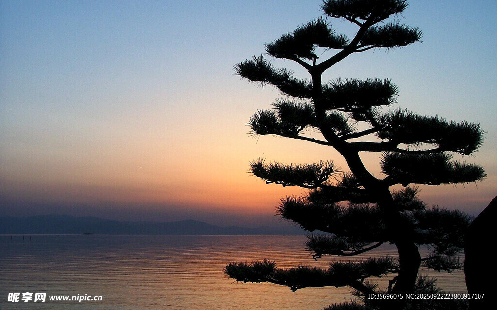 夕陽下的孤樹與遼闊海面