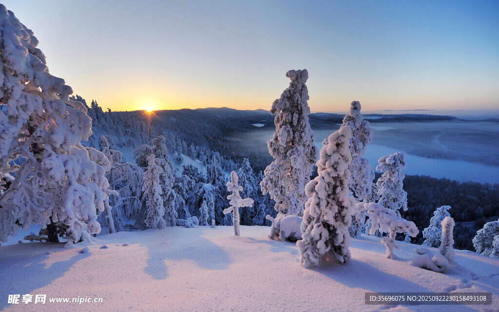 冬日雪林美景