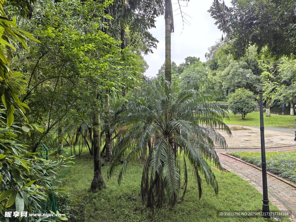 綠意盎然的林間小道