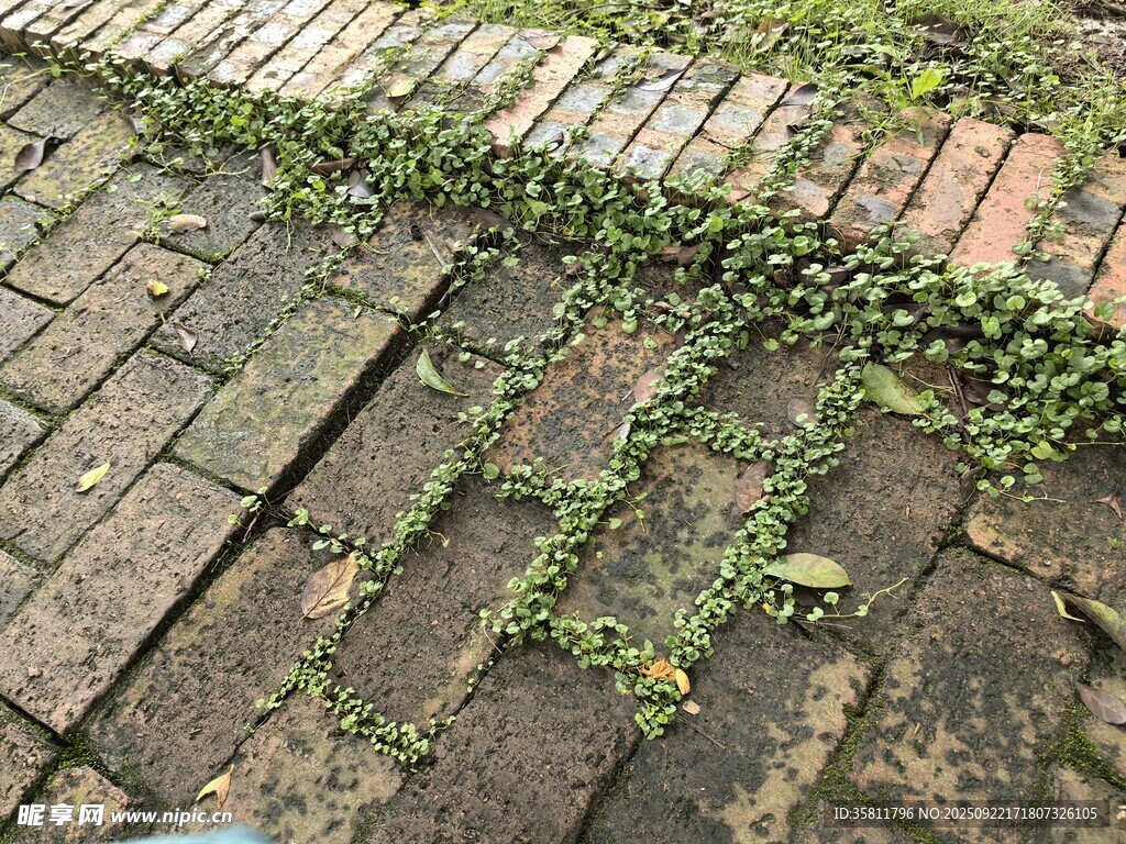 磚縫間生長的翠綠植物