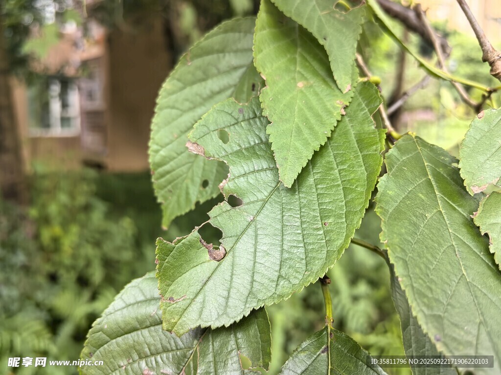 帶蟲洞的綠葉特寫