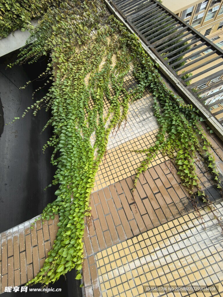 墻邊垂落的翠綠藤蔓植物