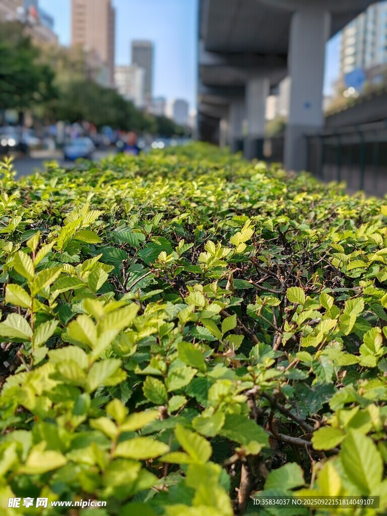 城市中翠綠的灌木景觀