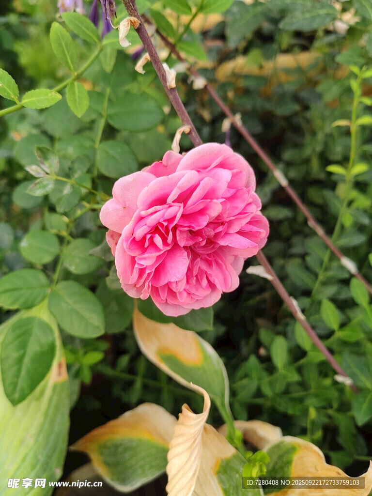 嬌艷綻放的粉色月季花