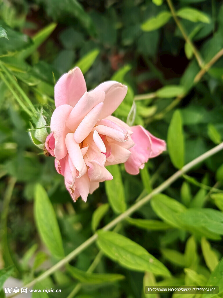 嬌艷粉色花朵綻放綠葉間