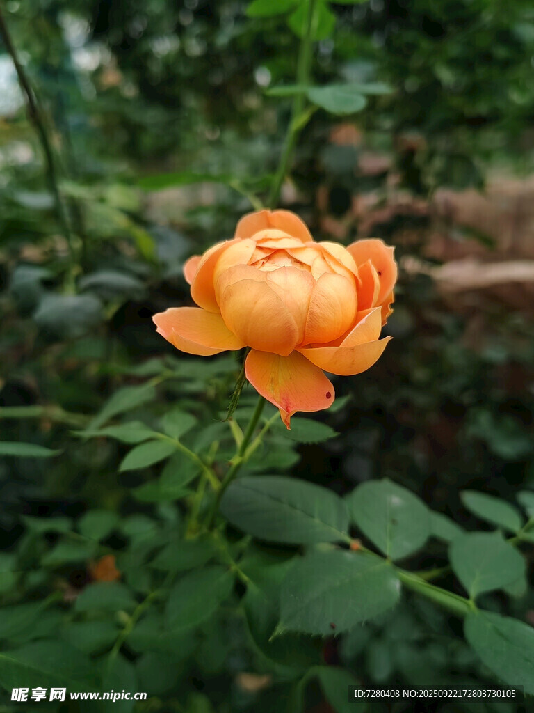 橙色嬌艷玫瑰綻放