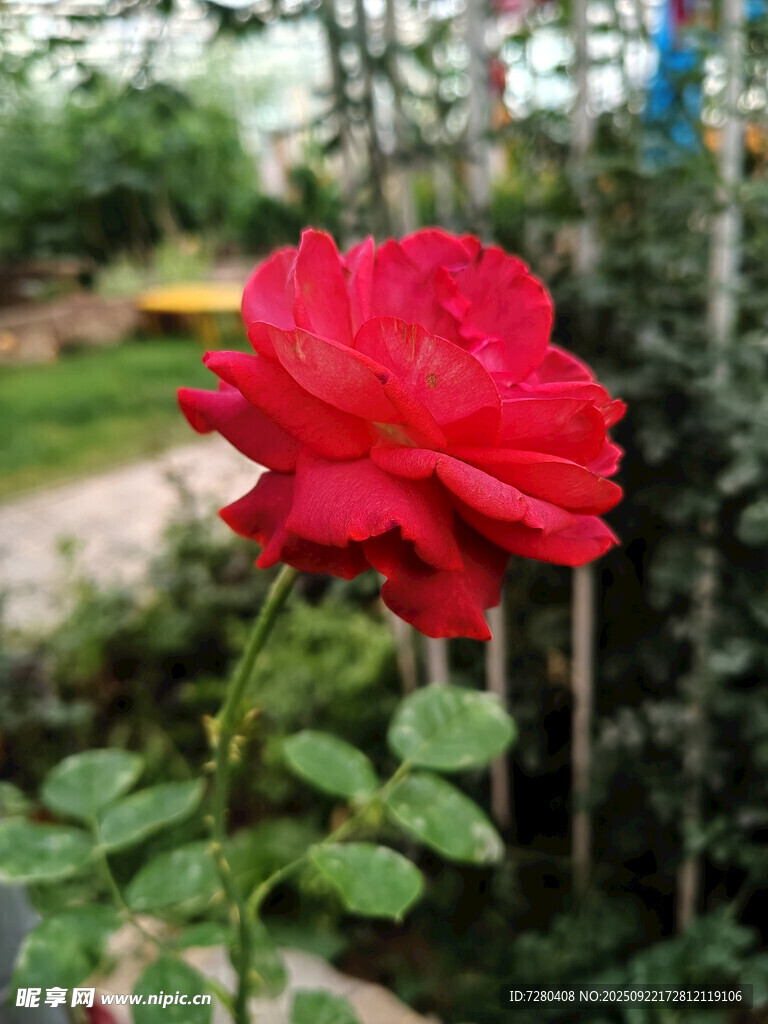 嬌艷紅玫瑰綻放于戶外