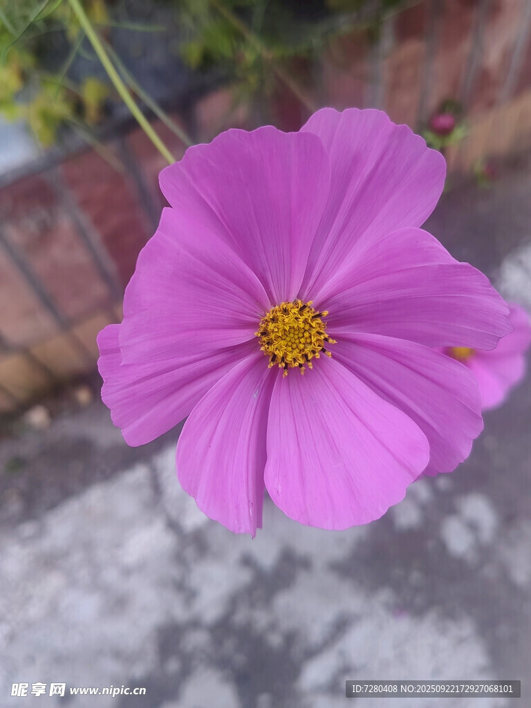 嬌艷粉色波斯菊特寫