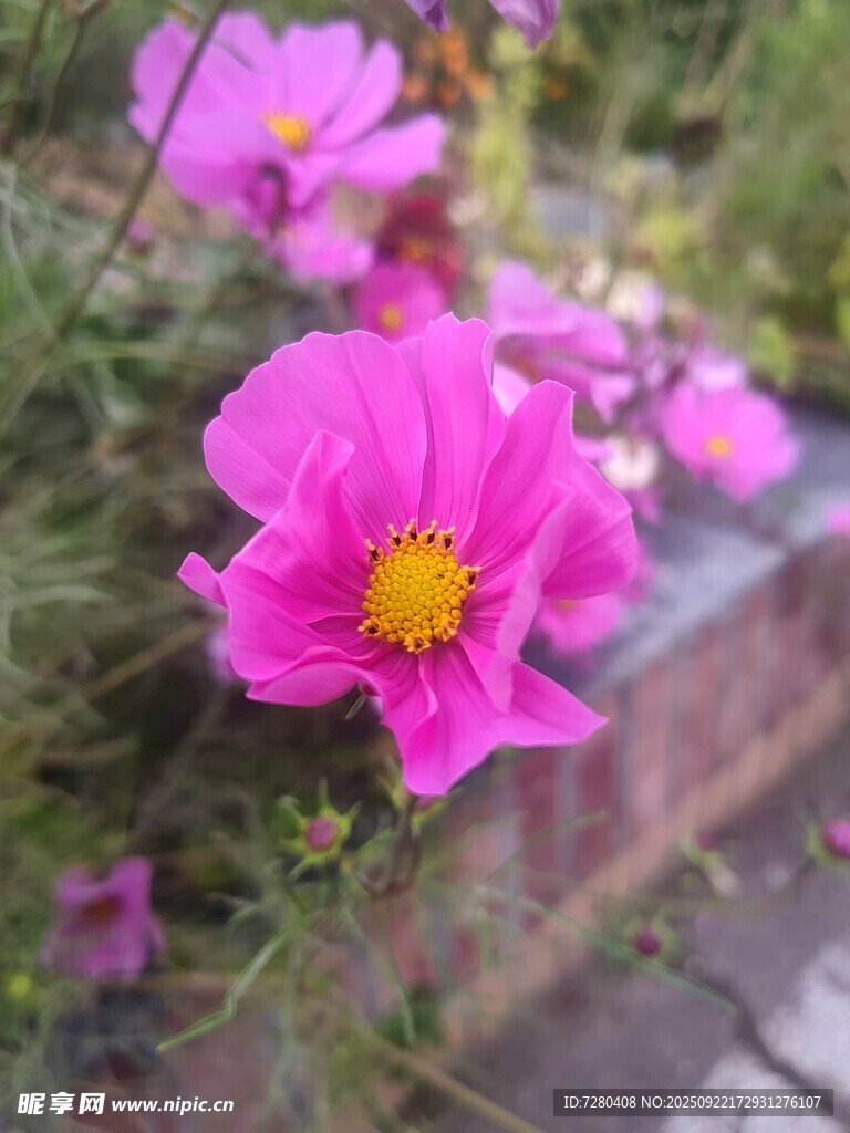 嬌艷綻放的粉色波斯菊